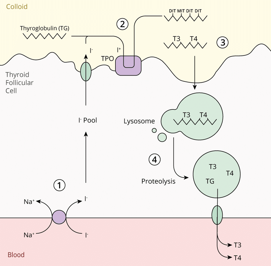Thyroid-Hormone-Synthesis