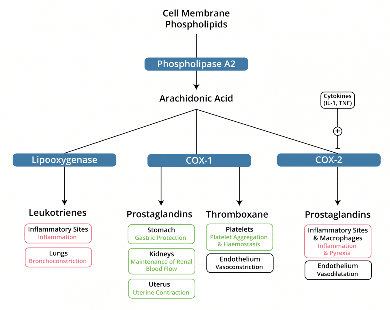 Can you draw the arachidonic acid pathway? | theguidewire