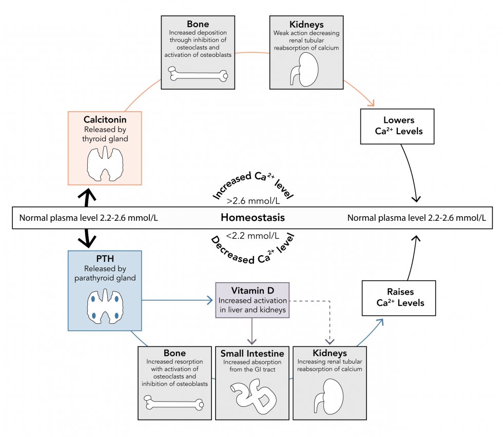 Bone calcium mobilization picture