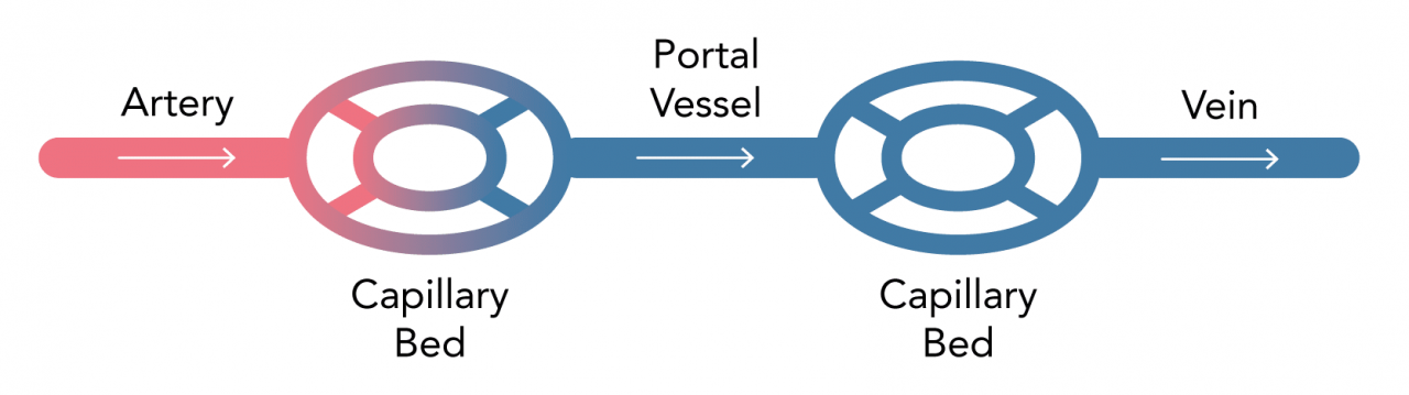 what-is-a-portal-circulation-theguidewire