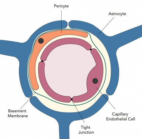 Cerebrospinal Fluid (CSF) & Blood-Brain Barrier (BBB) Physiology ...